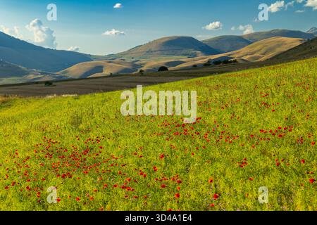 Mohnblumen auf einem grünen Hügel mit sanften Bergen unter blauem Himmel, Norcia, Umbrien, Italien Stockfoto