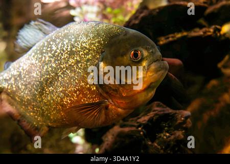Nahaufnahme von Piranha-Fischen mit Goldschuppen und Orangenauge im Aquarium Stockfoto