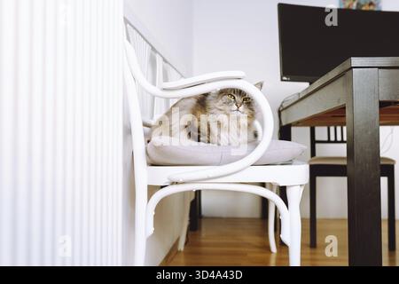 Porträt graue flauschige Katze, die zu Hause auf Kissen sitzt, in der Nähe des Tisches mit Monitor und Computer im Wohnzimmer Stockfoto