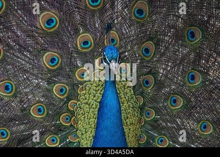 Regal-Display: Pfau in vollem Gefieder Stockfoto
