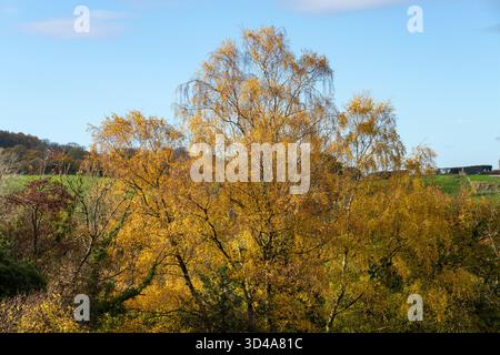 Silberbirke mit goldenem Laub an einem Herbsttag auf dem englischen Land Stockfoto