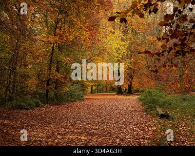 Malerischer Waldweg bedeckt mit herbstlichen Blättern umgeben von farbenfrohen Blättern in Rot-, Orange- und Gelbtönen Savernake Wald Marlborough Stockfoto