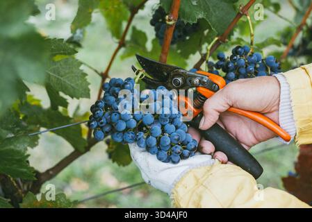 Der Winzer erntet die blauen Cabernet Franc-Trauben. Bule-Trauben in den Händen des Winzers im Weinberg. Reiche Ernte, Ungarn. Stockfoto