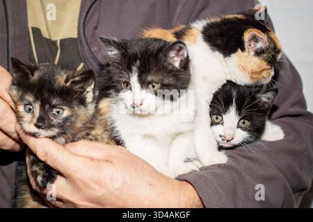A bemannt Hände halten eine Gruppe von vier entzückenden Kätzchen in verschiedenen Farben. Stockfoto
