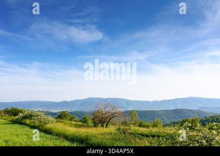 Feld in der Berglandschaft im Sommer. Wunderschöner Blick auf die grünen karpaten unter blauem Himmel bei Sonnenuntergang. Malerische Landschaft mit Roll Stockfoto