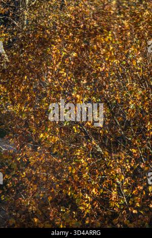 Enge Ernte toter herbstlicher Blätter auf Bäumen Stockfoto