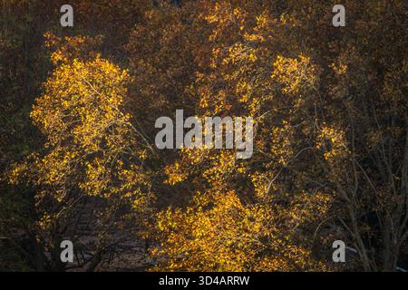 Enge Ernte toter herbstlicher Blätter auf Bäumen Stockfoto