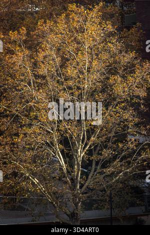 Enge Ernte toter herbstlicher Blätter auf Bäumen Stockfoto