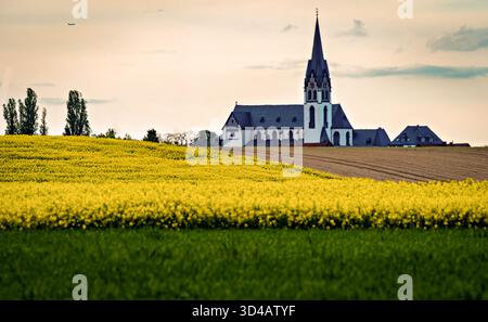 Kleine Kirche umgeben von blühenden gelben Rapsfeldern in einer ländlichen Frühlingslandschaft mit sanftem Sonnenlicht und sanften Wolken Stockfoto