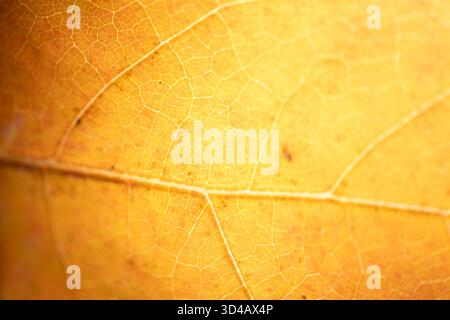 Makrostruktur eines hellgelben Herbstblattes mit deutlich sichtbarer Venenstruktur und weichem, warmem Licht. Natürliches organisches Muster, ideal als Hintergrund für Stockfoto