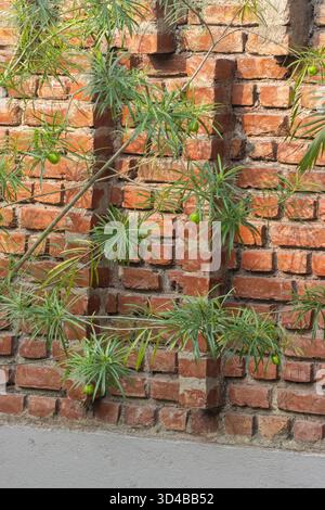 Rote Wand aus handgefertigten Ziegeln mit tropischer Pflanze in den Sundarbans bei Kalkutta, Indien Stockfoto