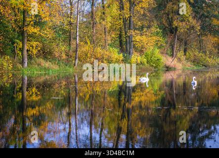Schwäne auf einem Teich in Brochow Dorf, Sochaczew Grafschaft in der Woiwodschaft Masowien in Polen Stockfoto