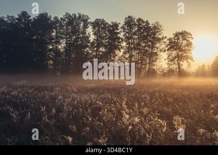 Spinnennetz auf einer Wiese im Kampinos-Wald, Masowien-Region in Polen Stockfoto