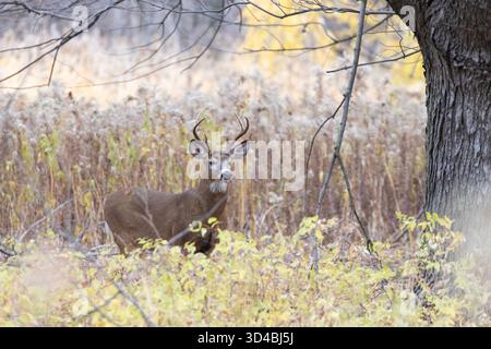 Weißschwanzhirsche während der Furche Stockfoto