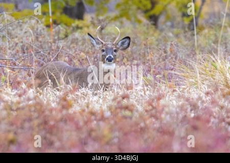 Weißschwanzhirsche während der Furche Stockfoto