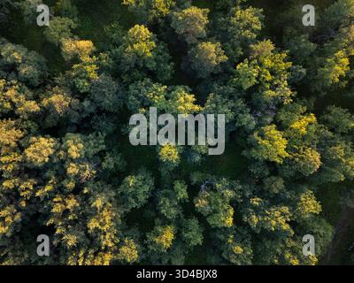 Grüner Wald aus der Vogelperspektive direkt von oben Stockfoto