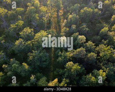 Grüner Wald aus der Vogelperspektive direkt von oben Stockfoto