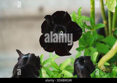 Einzelne schwarze Petunie-Blume mit samtiger Textur, elegante, ungewöhnliche, einzigartige Gartenblume, botanisches und Gartenthema Stockfoto