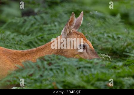 Ein weibliches Weißschwanzhirsch Stockfoto