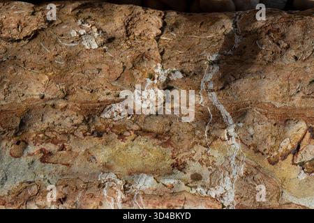 Fossilien in alten Felsen an der Jurassic Coast, Großbritannien, zeigen die Vergangenheit der Erde. Stockfoto