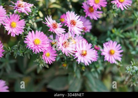 Biene auf rosa Astern sammelt Nektar. Eine Honigbiene landet auf rosa Astern und sammelt Nektar unter warmem Herbstlicht - Symbol der Harmonie zwischen Natur und Stockfoto