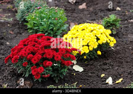 Rote und gelbe Chrysanthemen im Gartenboden. Kontrast von warmen Herbsttönen - gelbe und tiefrote Chrysanthemen blühen in fruchtbarem Gartenboden. Natur Stockfoto