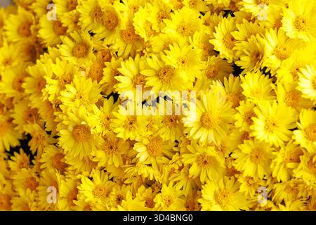 Gelbe Chrysantheme blüht in Nahaufnahme. Hellgelbe Chrysanthemenblüten, die im Sonnenlicht leuchten. Hintergrund für Blumen-, Saison- oder Gartendesigns Stockfoto