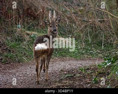 Rehbock, ein männliches Reh (Capreolus capreolus), alias Reh, westliches Reh oder Europäisches Reh, das stillsteht und kleine Samtgeweihe in die Kamera starrt Stockfoto