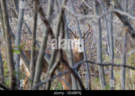 Weißschwanzhirsche während der Furche Stockfoto