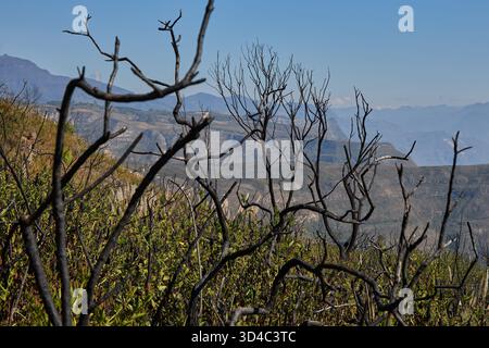 Brandnarben, Anzeichen von Widerstandskraft. Das Leben findet immer einen Weg zurück. Stockfoto