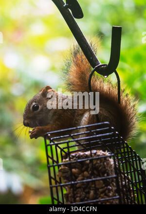 Feuchtes amerikanisches Rothörnchen klammert sich bei Regen Ende September an einem hängenden Futtermittel im Waukesha County, Wisconsin. Stockfoto