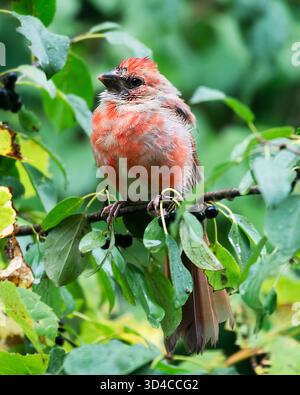 Junger männlicher Nordkardinal mit flauschigem rotem Gefieder, der Ende September auf einem Zweig mit dunklen Beeren thronte, Waukesha County, Wisconsin. Stockfoto