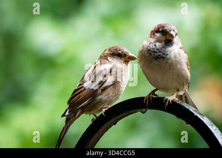 Zwei Hausspatzen, darunter eine mit Leuzismus, standen Ende September auf einem feuchten Futtermast im Waukesha County, Wisconsin. Stockfoto