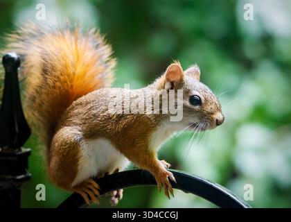 American Red Squirrel im Profil, das Ende September im Waukesha County, Wisconsin, auf einem schwarzen Metallgeländer mit weichem grünem Hintergrund thronte. Stockfoto