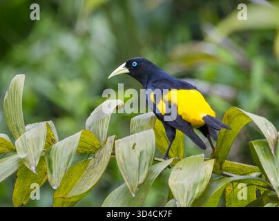 Eine lebendige, gelbummige Cacique (Cacicus cela), die auf einem Zweig in ihrem natürlichen Lebensraum im Amazonasbecken Perus thront. Stockfoto