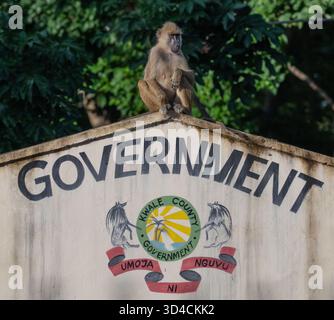 Schwangere weibliche gelbe Paviane (Papio cynocephalus), die auf dem Dach des Tourismusbüros in Shimoni, Kenia, sitzt, die beste Werbung für Ökotourismus Stockfoto