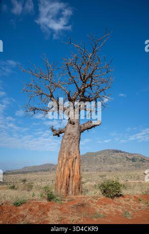 Afrikanischer Baobab-Baum (Adansonia digitata) gegen den Blauen Himmel im Tsavo-Nationalpark Stockfoto