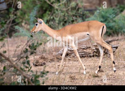 Impala (Aepyceros melampus) wird anmutig in einer natürlichen Umgebung gesehen, Tsavo East National Park, Kenia. Stockfoto
