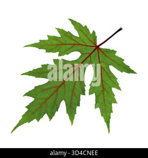 Ein sehr detailliertes grünes Blatt eines Silberahorns (Acer saccharinum) mit leuchtend roten Adern, isoliert auf weißem Hintergrund. Stockfoto