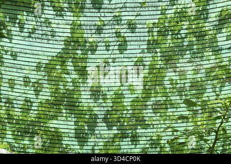 Ruhiges grünes Netz mit Streifenmuster, das Schatten vor hellem Sonnenlicht bietet. Blatthintergrund sorgt für ein Gefühl der Ruhe in ruhiger Natur im Freien Stockfoto