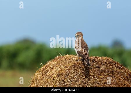 Porträt eines Kurzzehenadlers (Circaetus gallicus) dieser Raubvogel ist im gesamten Mittelmeerbecken, Russland und im Nahen Osten zu finden Stockfoto