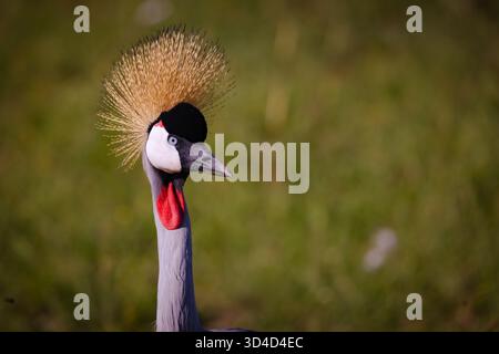 Grau oder Grau gekrönter Kran (Balearica regulorum gibbericeps) fotografiert im Masai Mara National Reserve, Kenia im April Stockfoto