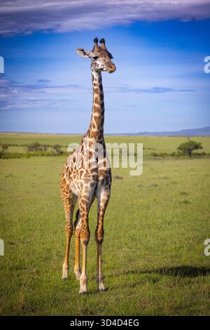 Die Masai Giraffe (Giraffa tippelskirchi alias Giraffa camelopardalis tippelskirchi) schrieb auch Maasai Giraffe, fotografiert in Masai Mara National Re Stockfoto