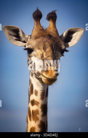 Die Masai Giraffe (Giraffa tippelskirchi alias Giraffa camelopardalis tippelskirchi) schrieb auch Maasai Giraffe, fotografiert in Masai Mara National Re Stockfoto