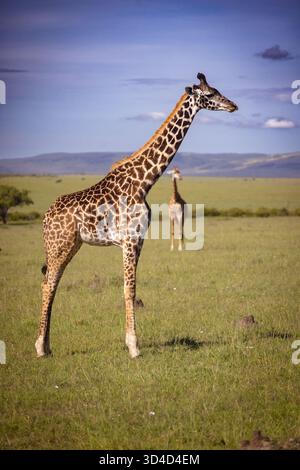 Die Masai Giraffe (Giraffa tippelskirchi alias Giraffa camelopardalis tippelskirchi) schrieb auch Maasai Giraffe, fotografiert in Masai Mara National Re Stockfoto
