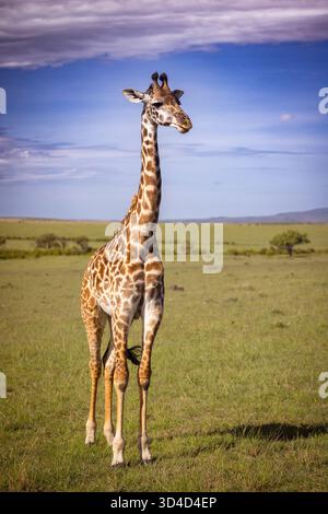 Die Masai Giraffe (Giraffa tippelskirchi alias Giraffa camelopardalis tippelskirchi) schrieb auch Maasai Giraffe, fotografiert in Masai Mara National Re Stockfoto