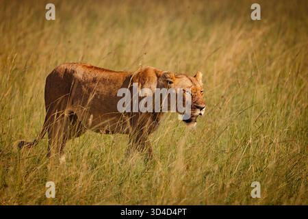 Löwin, die in der Savanne herumstreift, fotografiert im Masai Mara National Reserve, Kenia im April Stockfoto