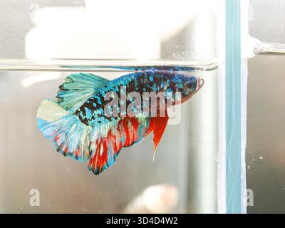 Siamesische Kampffische (Betta splendens), die in der Nähe der Glaswand eines Aquariums schwimmen, mit schillernden blauen Schuppen und roten Flossen. Stockfoto