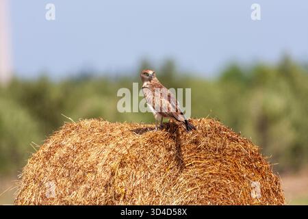 Porträt eines Kurzzehenadlers (Circaetus gallicus) dieser Raubvogel ist im gesamten Mittelmeerbecken, Russland und im Nahen Osten zu finden Stockfoto