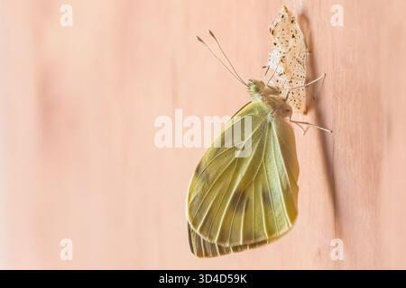 Kohl White (Pieris brassicae) Schmetterling aus seinem Kokon, der im Mai in Israel fotografiert wurde Stockfoto
